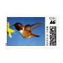 Rufous Hummingbird
