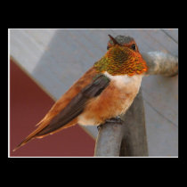 Rufous Hummingbird Postcard postcards