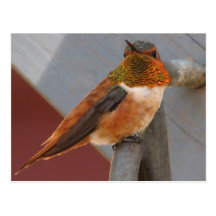 Rufous Hummingbird Postcard