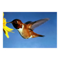 Rufous Hummingbird posters