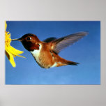 Rufous Hummingbird posters