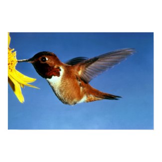Rufous Hummingbird print
