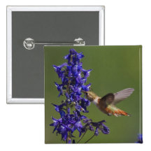 Rufous Hummingbird, Selasphorus rufus, female Buttons