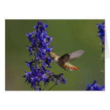 Rufous Hummingbird, Selasphorus rufus, female Cards