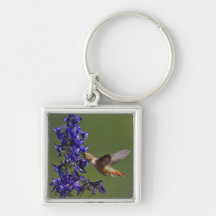 Rufous Hummingbird, Selasphorus rufus, female Key Chain