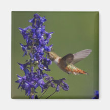 Rufous Hummingbird, Selasphorus rufus, female Refrigerator Magnets