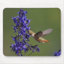 Rufous Hummingbird, Selasphorus rufus, female Mousepads