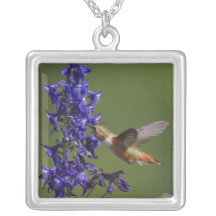 Rufous Hummingbird, Selasphorus rufus, female Pendant