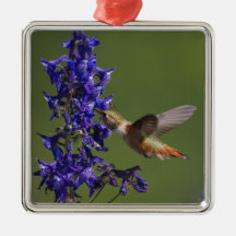 Rufous Hummingbird, Selasphorus rufus, female Christmas Ornament
