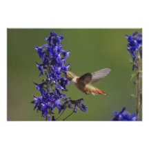Rufous Hummingbird, Selasphorus rufus, female Photograph