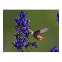 Rufous Hummingbird, Selasphorus rufus, female Postcard