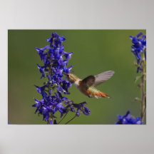Rufous Hummingbird, Selasphorus rufus, female Poster