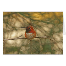 Rufous Hummingbird Sitting Cards