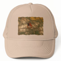 Rufous Hummingbird Sitting Hat