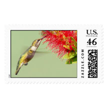 Rufous Hummingbird-Stamp-Large
