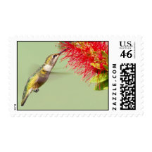 Rufous Hummingbird-Stamp-Medium