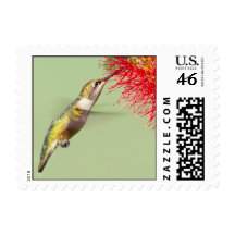 Rufous Hummingbird-Stamp-Small