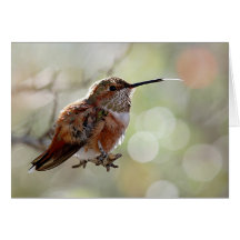 Rufous Hummingbird Tounge Greeting Card