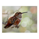Rufous Hummingbird Tounge Post Card