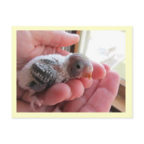 Rufus At 16 Days Old Postcards
