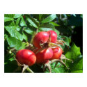 Rugosa Rose Hips posters by dduhaime55 Rugosa Rose Hips posters