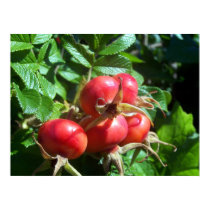 Rugosa Rose Hips posters