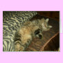 Rum Tum tummy Greeting Card