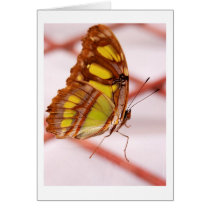 run away cards