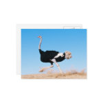 Run Ostrich Run Postcard postcard