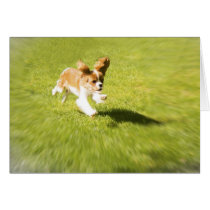 Run Puppy Run In the Yard Greeting Card cards