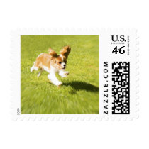 Run Puppy Run In the Yard Postage Stamp