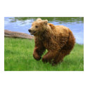 Running Brown Bear posters by beverlytazangel Running Brown Bear posters