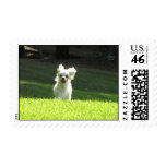Running dog postage stamps