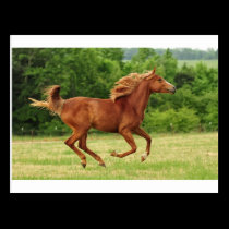 Running Free postcards