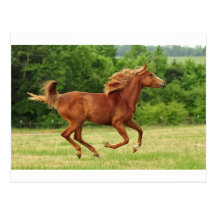 Running Free Post Cards