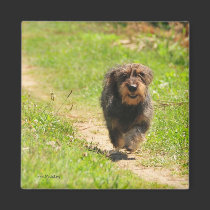Running happy Dachshund Puppy magnets