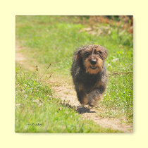 Running happy Dachshund Puppy magnets