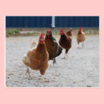 Running Hens Postcard postcards