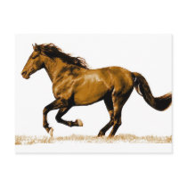 Running Horse postcards