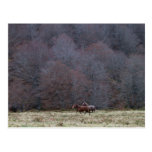 Running horses, Picos da Europa Postcard