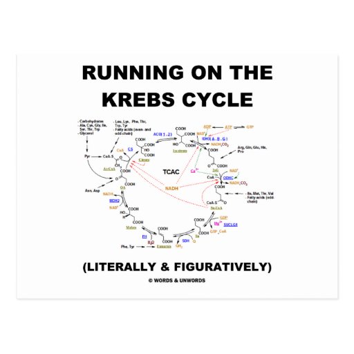 Running On The Krebs Cycle (Science Humor) Postcard