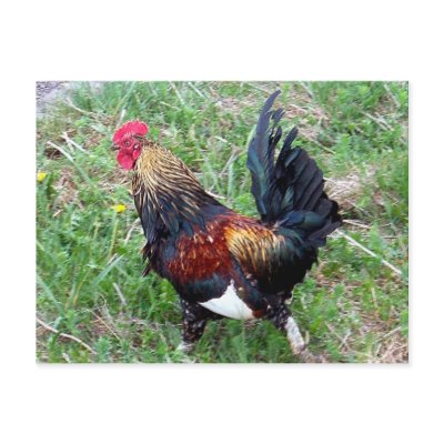 Running Rooster Postcard