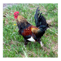 Running Rooster Poster posters