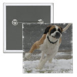 Running Saint Bernard Button