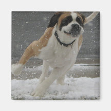 Running Saint Bernard Magnet