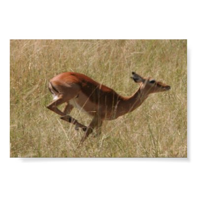 running thompson's gazelle poster by iluvsrk