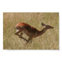 running thompson's gazelle posters