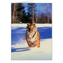 Running tiger in snow color photo greeting card
