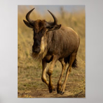 Running Wildebeest Posters