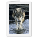 Running Wolf Cards
